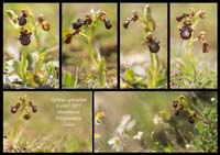 Ophrys-speculum